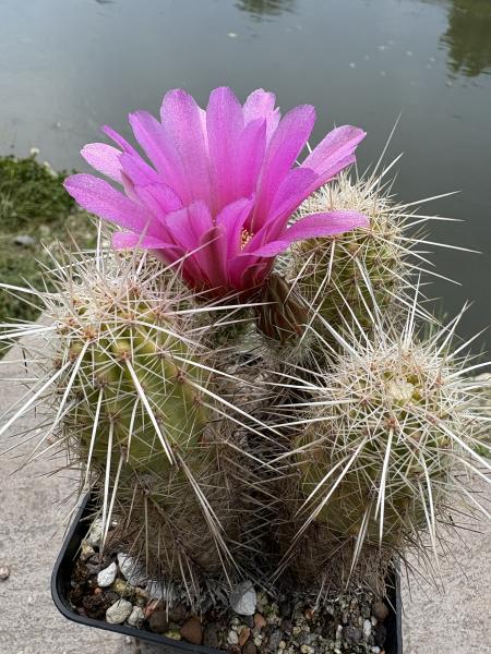 Echinocereus enneacanthus